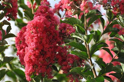 There are approximately 50 species of crepe myrtle. Cold Hardy Crepe Myrtle Varieties: Growing Crepe Myrtles ...