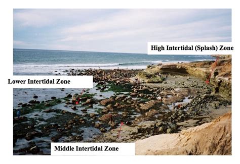 The Rocky Intertidal Zone Cabrillo National Monument Us National