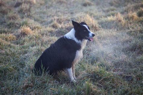 Halitosis in dogs is real and many dog parents suffer from the effects of it a dogs bad breath is so common that some pet owners believe that's just how things are and they don't think twice about it. Your Dog's Breath Smells Like Dead Animal? Here's Why ...