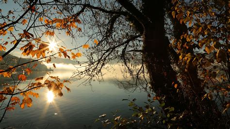 2560x1440 Autumn Tree Lake Sunbeams Morning 4k 1440p Resolution Hd 4k