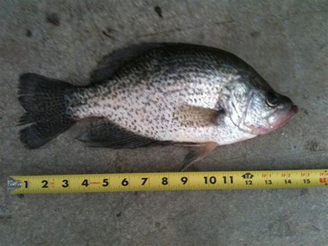 First Black Nose Crappie