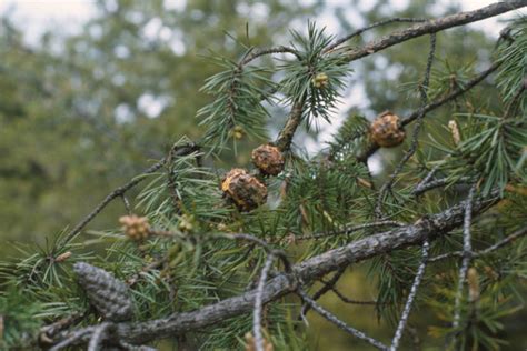 Tree Diseases Pine Pine Gall Rust Iron Tree Tree Knowledge Base