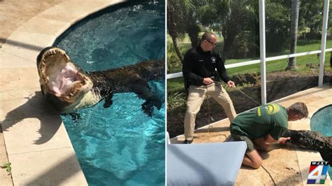 Gator Goes For Dip In Florida Homeowners Backyard Pool