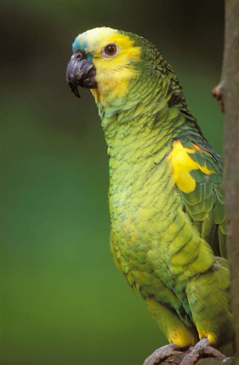 Free for commercial use no attribution required high quality images. Amazon Parrot Information and Photos | ThriftyFun
