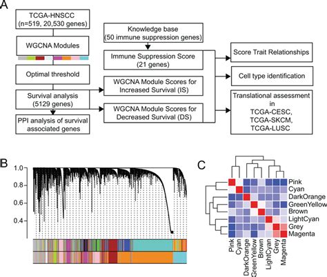 Gene Network Delineation In Hnscc A Flow Chart Describing Analysis