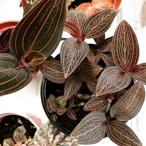 Jewel Orchid Hybrid Right A Cross Between Ludisia Discolor And