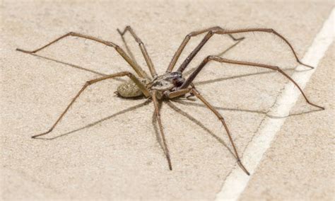 Top 10 Dangerous Species Of Spiders Prepare To Be Shaken To Your Core