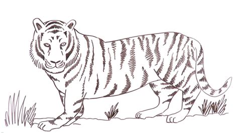 Discover More Than 151 Indian Tiger Sketch Latest In Eteachers