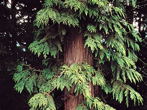 Western Red Cedar Description And Facts Britannica