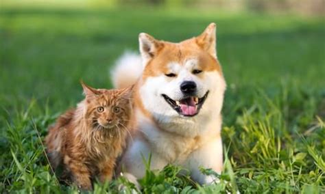 10 Reasons Why Cats Are Better Than Dogs
