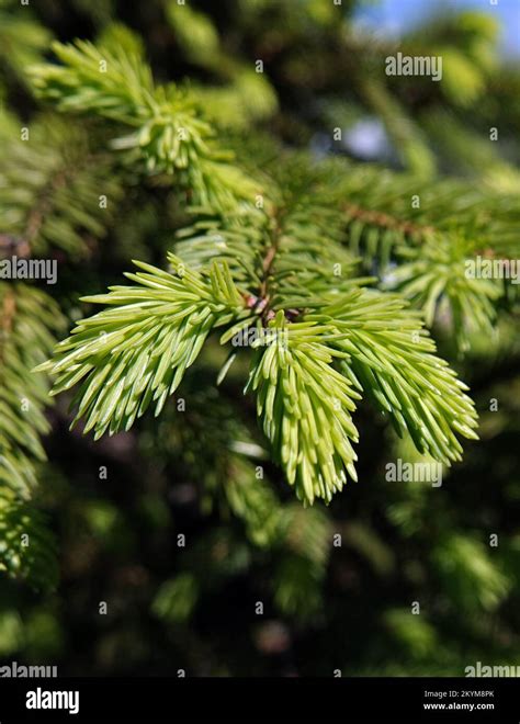 Coniferous Tree Branch With Young Shoots Of Green Needles Stock Photo