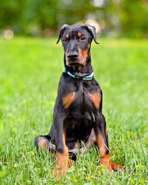Doberman Growth And Weight Chart Complete Guide
