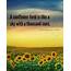 Sunflower Quotes  20 Best Sayings With Images