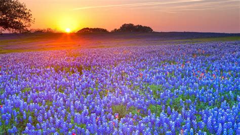 15+ Best Texas Wallpapers for Desktop | Design Trends - Premium PSD