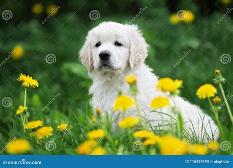 Adorable Golden Retriever Puppy Outdoors In Summer Stock Image Image