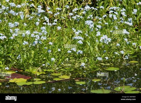 Water Forget Me Not Myosotis Scorpioides In Garden Wildlife Pond