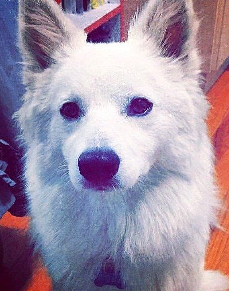 Adopt Wolfie On American Eskimo Dog Animal Rescue Animals