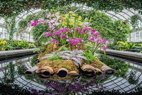 Nybg Replaces Annual Orchid Show With New Spotlight On Orchids