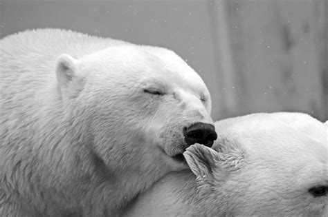 A Pair Of Polar Polar Bears Free Image Download