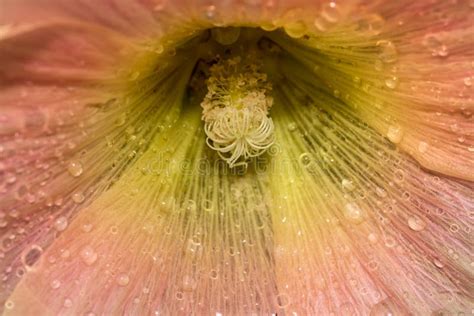 Hollyhock Flower Internal Details With Water Droplets Stock Photo