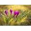 Plants Flowers Crocuses Nature Grass Sunlight Purple 