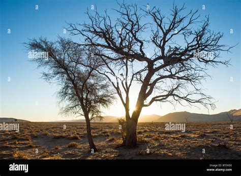 Camelthorn Tree Acacia Erioloba In The Backlight Namib Naukluft