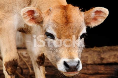 Call us / whats app +91 9790446026 we supply hf cow and jersey cows to andhra pradesh , telangana ,. Jersey Cow,old Manali,himachal Stock Photos - FreeImages.com