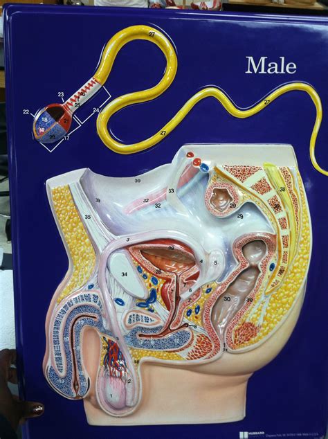 Male body structure and organs ~ male body organs photograph by pixologicstudio/science photo library.media in category male internal organs. Male reproductive organs | Human anatomy, Physiology, Human