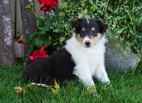Akc Registered Lassie Collie For Sale Fredericksburg Oh Male Toby