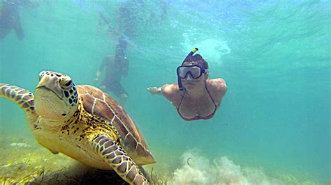 The Complete Guide To Swimming With Sea Turtles In Akumal Bay