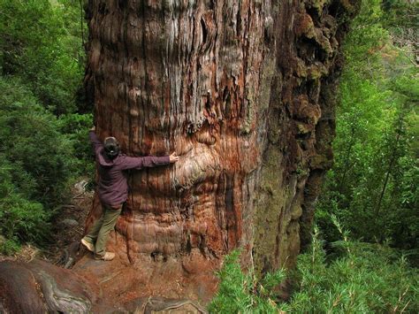 화제ㅣ세계 최고最古 나무 10선 5000년 생존 ‘므두셀라 세계 최고령 나무는