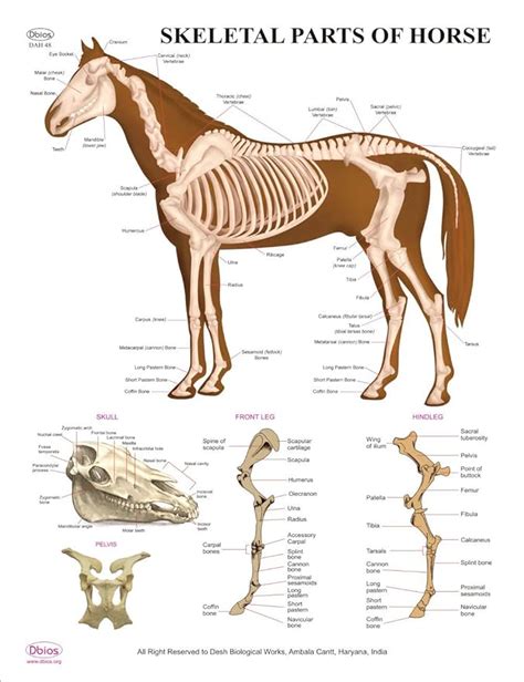 Dbios Educational Digital Printed Skeletal Parts Of Horse