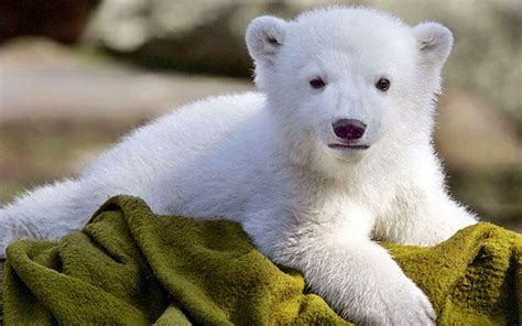 Free Download Baby Polar Bear Wallpaper Animal 1920x1200 For Your