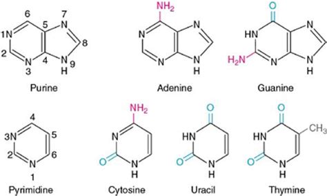 Purine And Pyrimidine Nucleotides