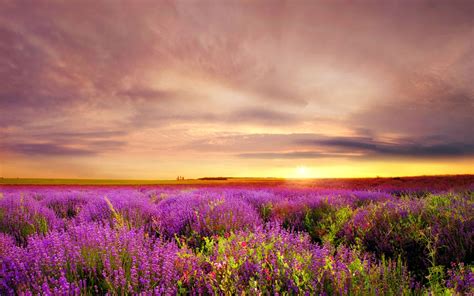 The Lilac Field Of Flowers Nature Wallpapers Landscape Photography
