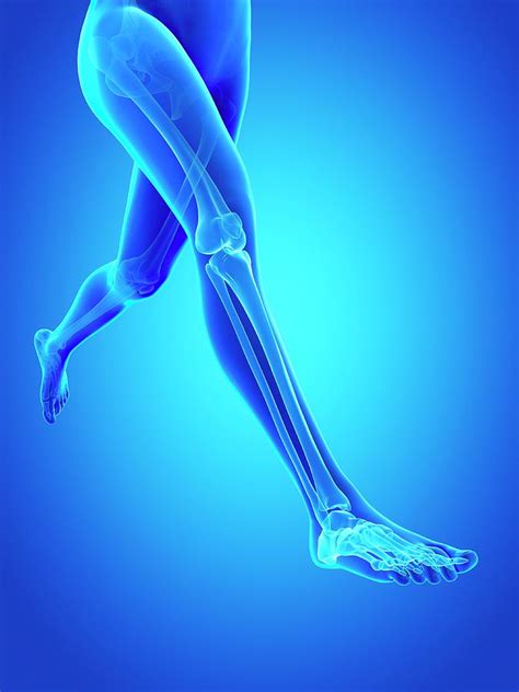 Human Leg Bones Photograph By Sebastian Kaulitzki Pixels