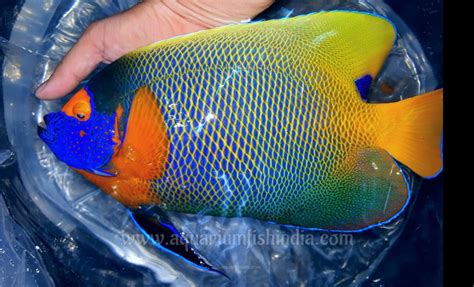 Imported Marine Aquarium Fish Tank Buy Online India