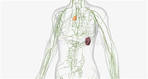 Lymphatic System Is A Network Of Organs Tissues Vessels And Nodes