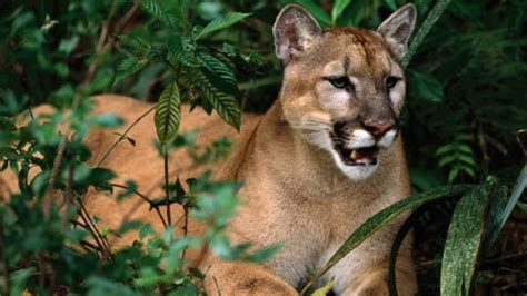 The only big cat found in florida is the florida panther, a sub subspecies of the cougar. Big Cats and Wild Animals in Florida - YouTube