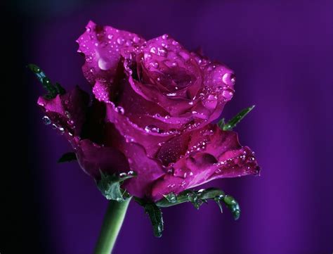 Rose Purple Wallpaper Flowers