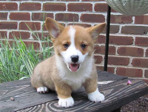 Both are strong, herding dogs. Pembroke Welsh Corgi Puppies For Sale | Dallas, TX #178255