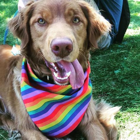 Top keywords % of search traffic. 10 Dogs Who are Totally Ready for Pride Month