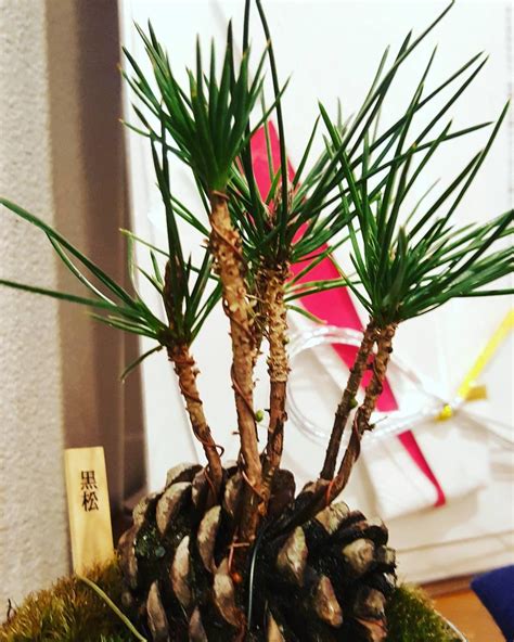 How To Grow A Pine Tree Onepronic