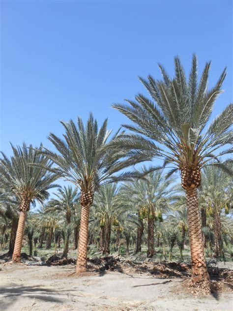 Palm Tree Nursery Los Angeles West Coast Trees