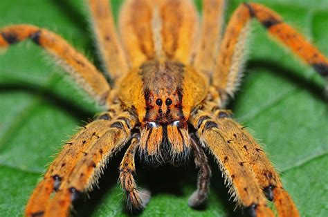 Brazilian Wandering Spider Bite Is It Poisonous What You Need To Know