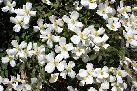 Check spelling or type a new query. Clematis - Winter Flowering Plants of the Pacific ...