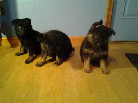 Our german shepherds are purebred akc registered and champion bloodlines, ofa hips and elbows certified. German Shepherd Puppies For Sale | Orangeburg, SC #133024