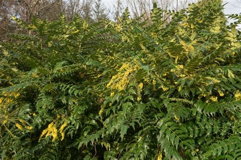 Mahonia Care Guide And Uk Growing Tips Upgardener