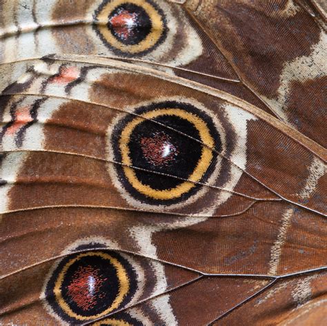 Butterfly Wing Macro Free Stock Photo Public Domain Pictures
