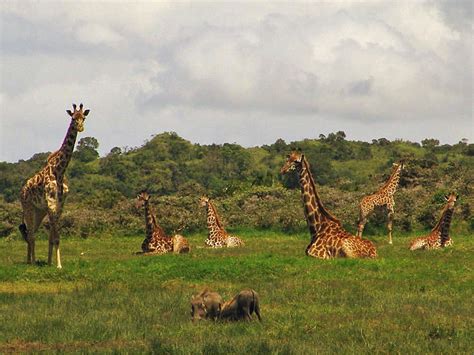 Safari Guide Tanzania Little Serengeti And Ngurdoto Crater Arusha Np
